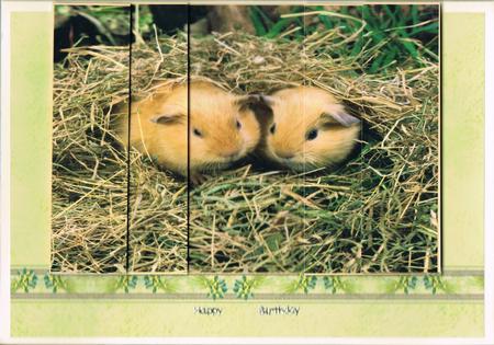 2 Cute Guinea Pigs Side Stacker by Kate Wordingham