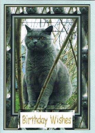 Persian Puss by Kate Wordingham