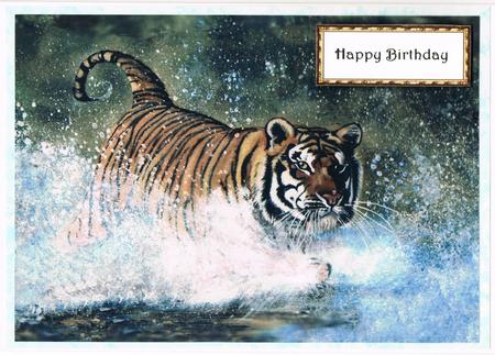 Tiger Splash by Kate Wordingham