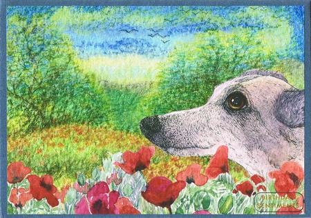 A4 Whippet Greyhound Dog in Field of Poppies by Kate Wordingham