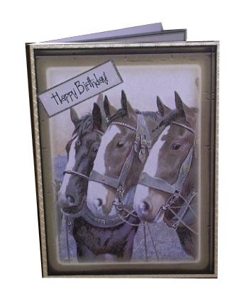 Three Beautiful Horses in Frame Featured Gallery Photo