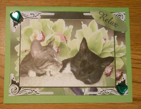 Cates Cats Relaxation Featured Gallery Photo