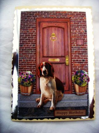 Welsh Springer Spaniel on a Door Step by Kathleen Francis