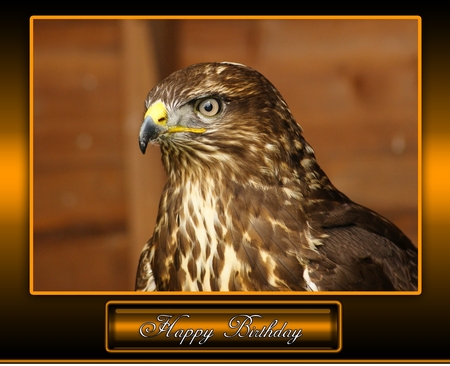 Buzzard Birthday / Father's Day Card by Katie Silver