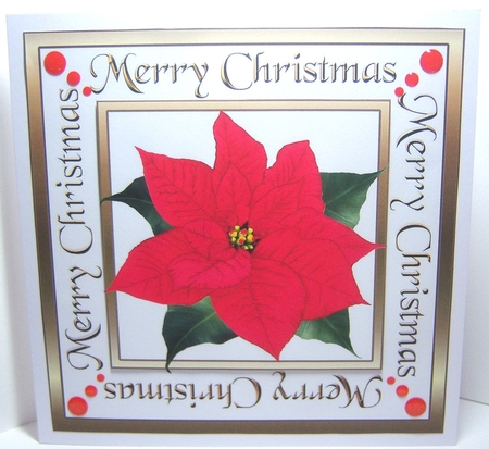 Red Poinsettia square by Katie Silver