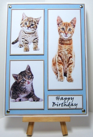Cats and Kittens Birthday Card A5 by Katie Silver