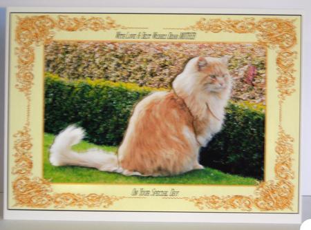 Beautiful Long-haired Cat by Katie Silver