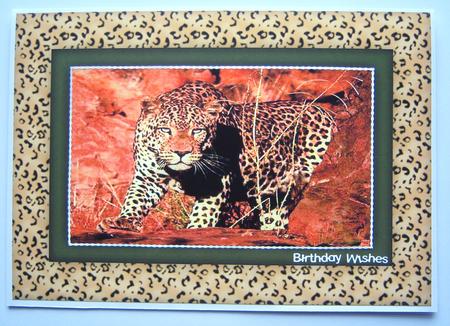 Animal Print Frames - Leopard and Tiger by Katie Silver