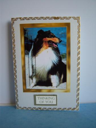 Collie Dog by Katie Silver
