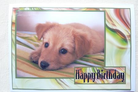 Puppy and Kitten Toppers by Katie Silver