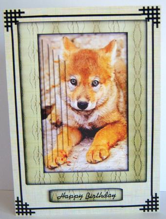 Young Wild Animal Series - Wolf Pup by Katie Silver