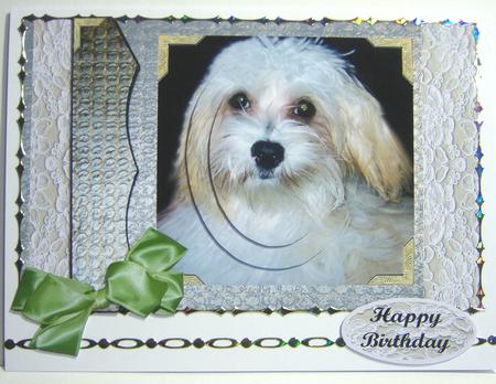 All About a Little White Dog by Katie Silver