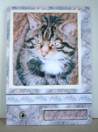 Tabby Cat Portrait 3D Decoupage with Background by Katie Silver