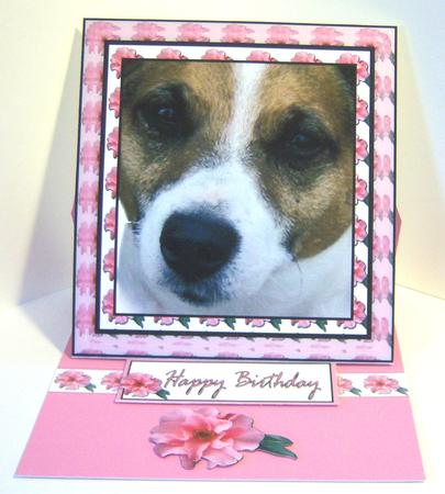 Little Dog Face by Katie Silver