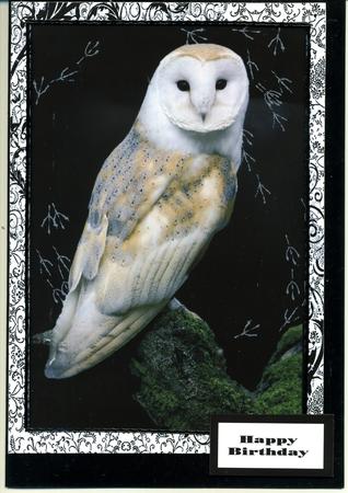 The Barn Owl by Katie Silver