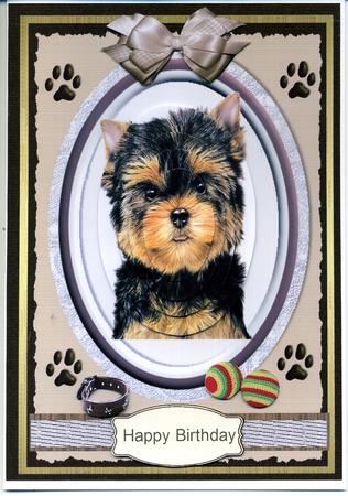 A Beautiful Yorkshire Terrier Pup (pyramarge) by Katie Silver