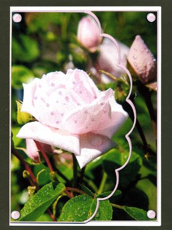 You Are My Rose by Katie Silver