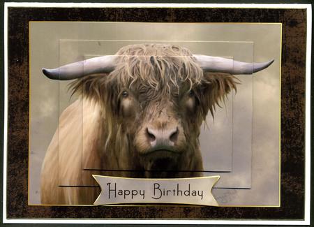 Highland Bull Oil Painted Quick Card by Katie Silver