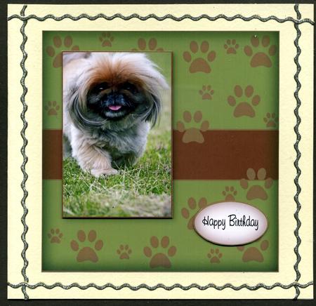 Pekingnese Paws by Katie Silver