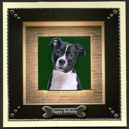 Adorable Staffie Portrait by Katie Silver