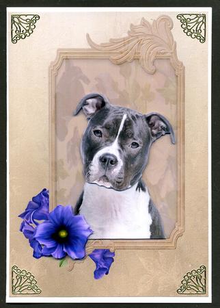 Adorable Staffie by Katie Silver