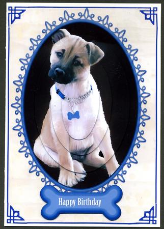 Puppy Birthday Greeting Quick Card by Katie Silver