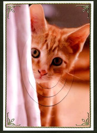 Curious Kitten Painting Oval Pyramid by Katie Silver