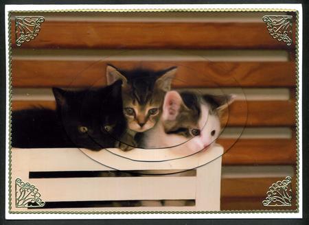 Cute Kittens Oval Pyramid by Katie Silver