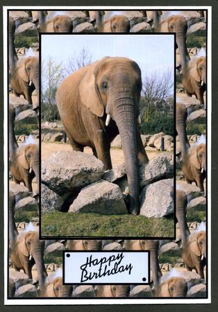 The Elephant by Katie Silver