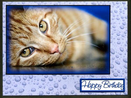 Cat Toppers No 2 by Katie Silver
