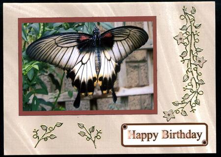 Butterflytoppers by Katie Silver