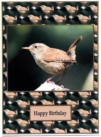 The Wren by Katie Silver