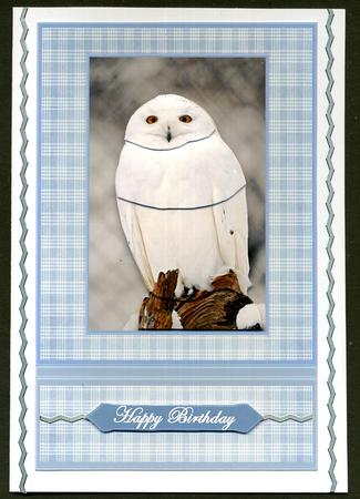 White Owl by Katie Silver