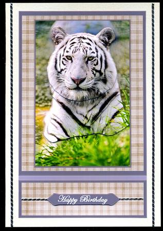 White Tiger Portrait by Katie Silver