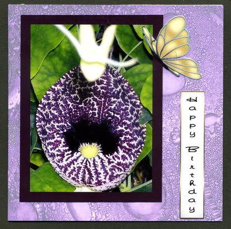 Duel - Glass Bubbles - Cadbury Purple Backing Paper by Katie Silver