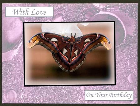 Duel - Glass Bubbles - Dusky Pink Backing Paper by Katie Silver