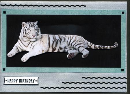Majestic White Tiger by Katie Silver