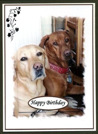 Two Lovely Dogs by Katie Silver
