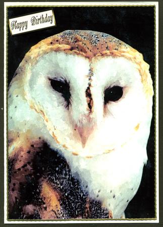 Barn Owl Watercolour Background by Katie Silver