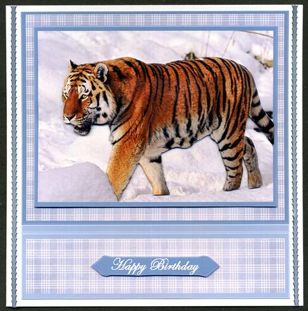 Siberian Tiger in the Snow by Katie Silver