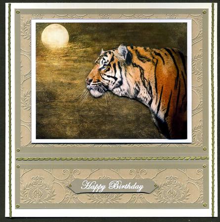 Siberian Tiger Profile by Katie Silver