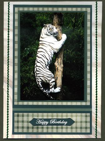 Climbing White Tiger by Katie Silver