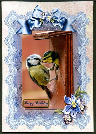 Lacy Blue Tits by Katie Silver
