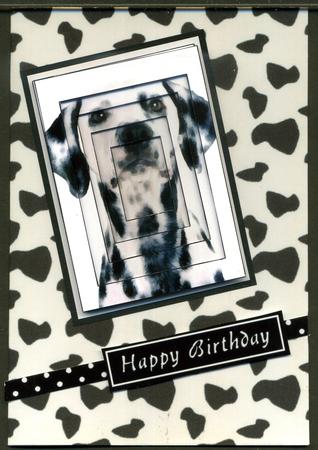 Black and White Cow Print Paper by Katie Silver