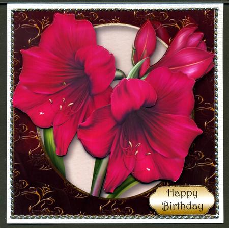 Amaryllis by Katie Silver