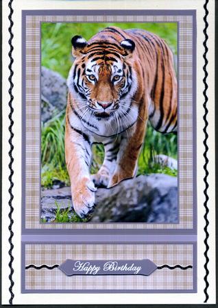 Siberian Tiger by Katie Silver