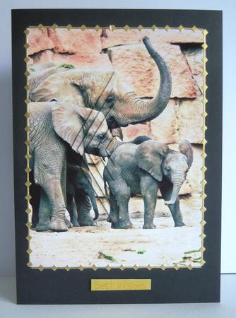 Elephant Pyrimage by Katie Silver