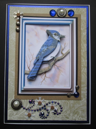 Marys Blus Jay by Kelly Patterson
