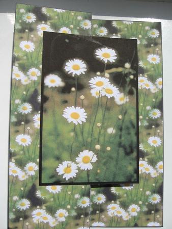 Daisies by Kerry West