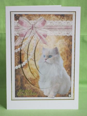 Kitty and Lace by KiJu KiJu